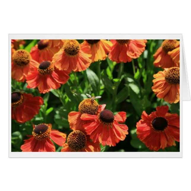 Cartão Hoverfly (Frente Horizontal)