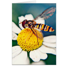 Cartão Hoverfly que desperta