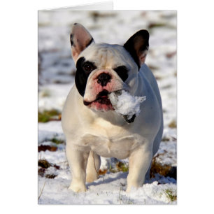 Cartão Howgillhounds French Bulgue Susan