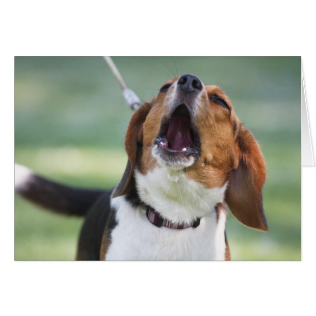 Cartão Howling Beagle Dog (Frente Horizontal)