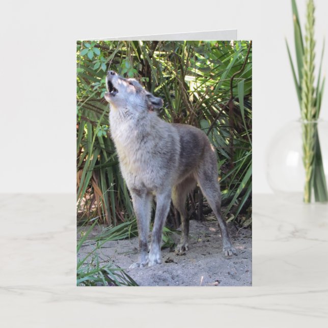 Cartão Howling Wolf Birthday Card (Frente)