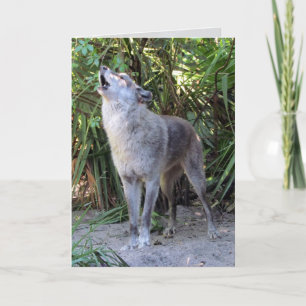 Cartão Howling Wolf Birthday Card