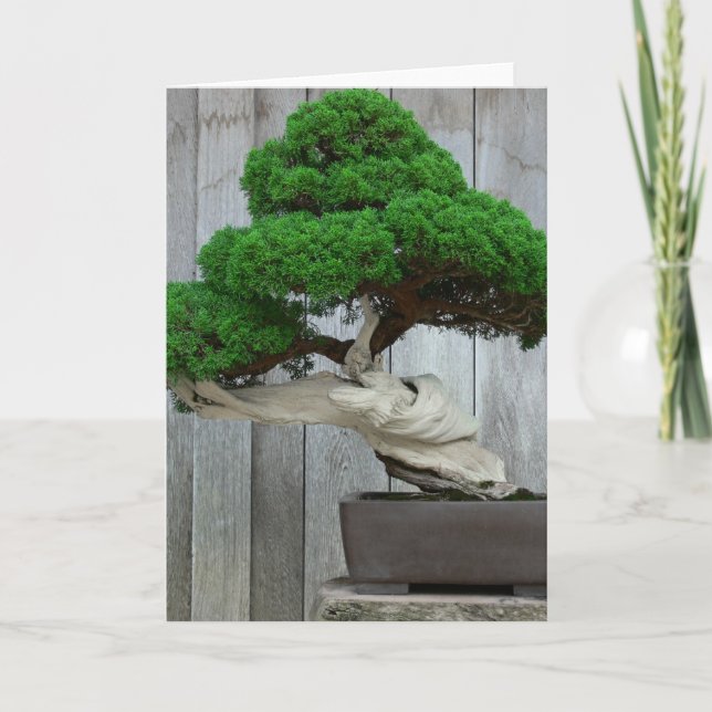 Cartão Huge Juniper Bonsai (Frente)