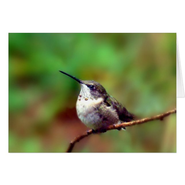 Cartão Hummer no Repouso (Frente Horizontal)