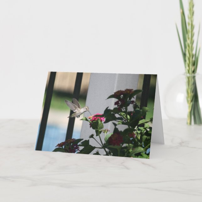 Cartão Humming Bird, Blank Card (Frente)
