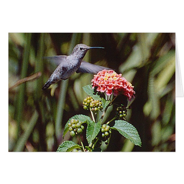 Cartão Hummingbird (Frente horizontal)