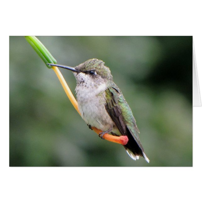 Cartão Hummingbird (Frente horizontal)