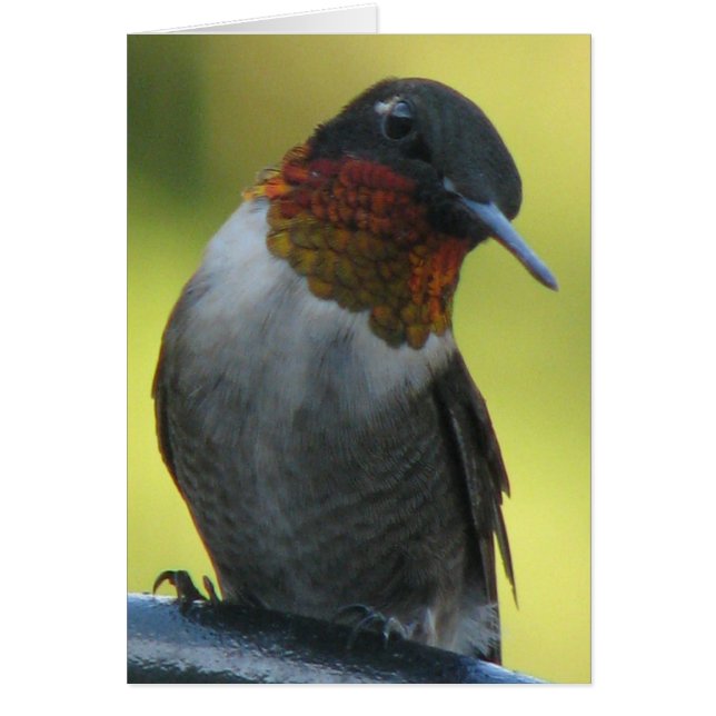 Cartão Hummingbird (Frente)