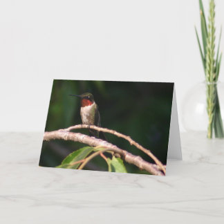 Cartão Hummingbird