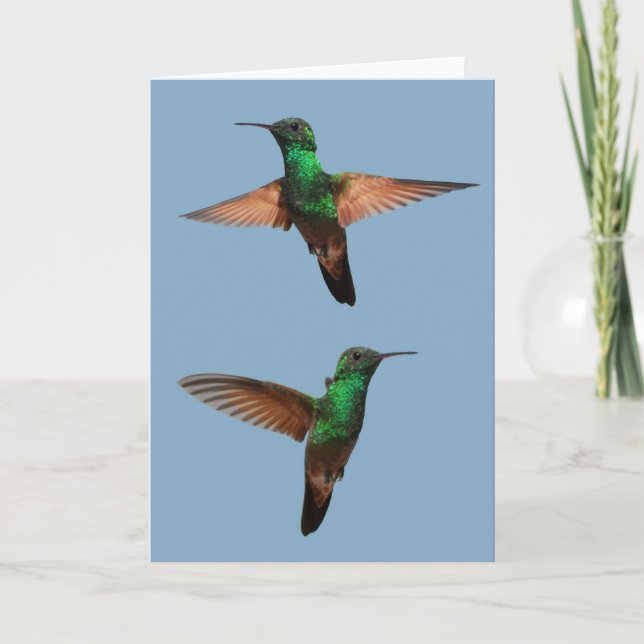 Cartão Hummingbird (Frente)