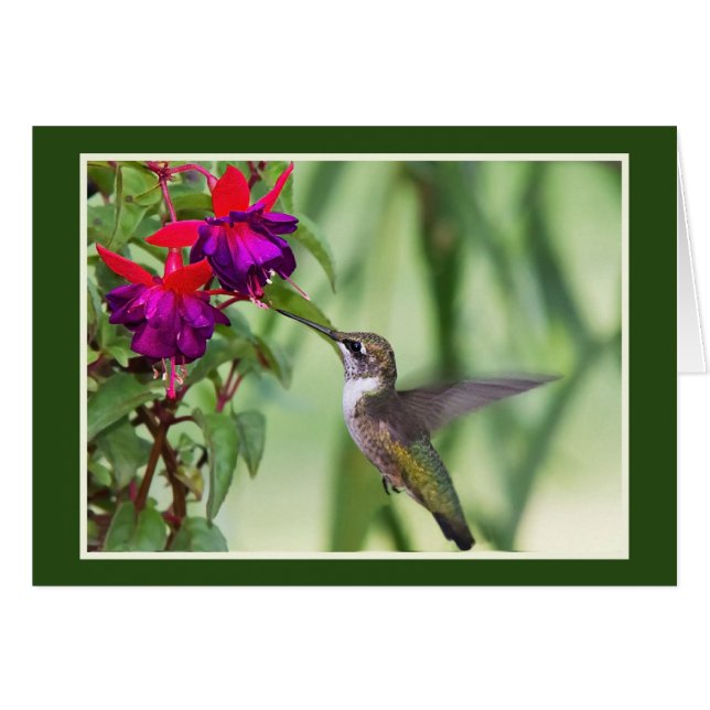 Cartão Hummingbird Com Fuchsia (Frente Horizontal)