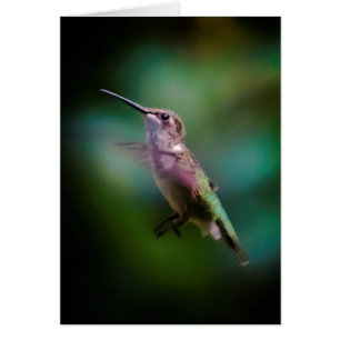 Cartão Hummingbird com garganta de rubi - Fotografia orig