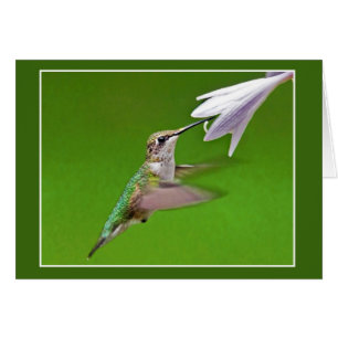 Cartão Hummingbird Com Hyacinth Summer