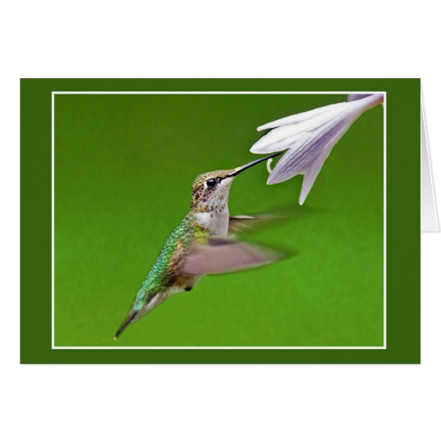 Cartão Hummingbird Com Hyacinth Summer (Frente Horizontal)