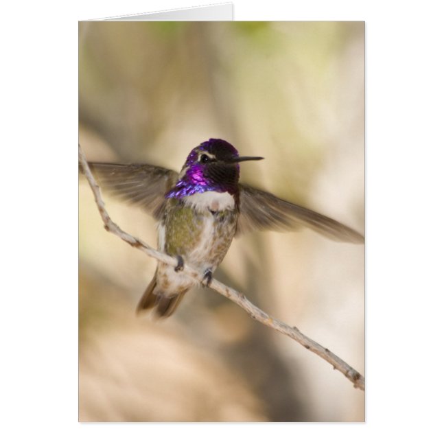 Cartão Hummingbird da Costa (Frente)
