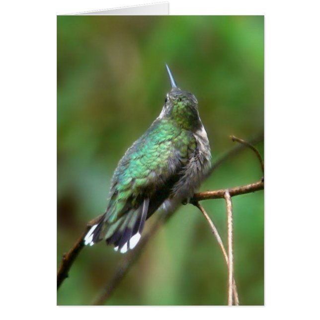 Cartão Hummingbird Do Verão (Frente)