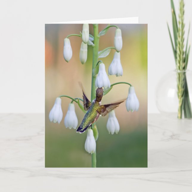 Cartão Hummingbird E Summer Hyacinth (Frente)