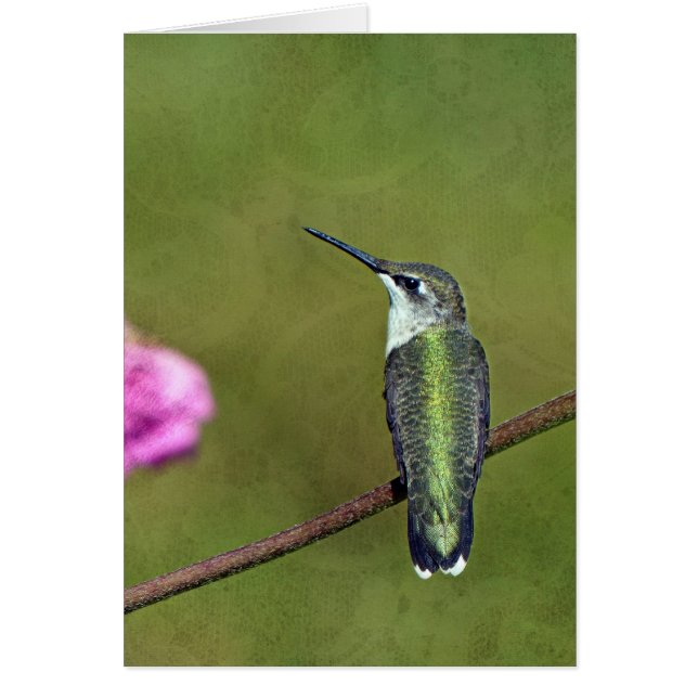 Cartão Hummingbird e Zinnia (Frente)