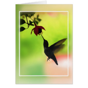 Cartão Hummingbird Em Silhouette