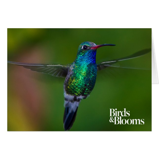 Cartão Hummingbird flutuante (Frente Horizontal)