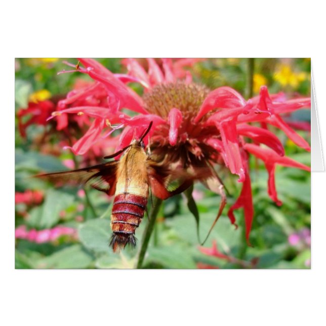 Cartão Hummingbird Moth (Frente horizontal)