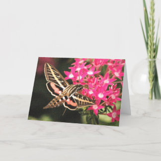 Cartão Hummingbird Moth