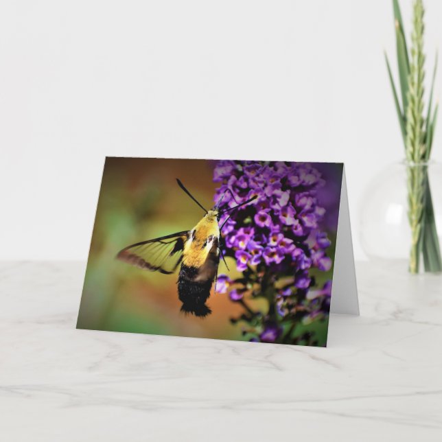 Cartão Hummingbird Moth, card (Frente)