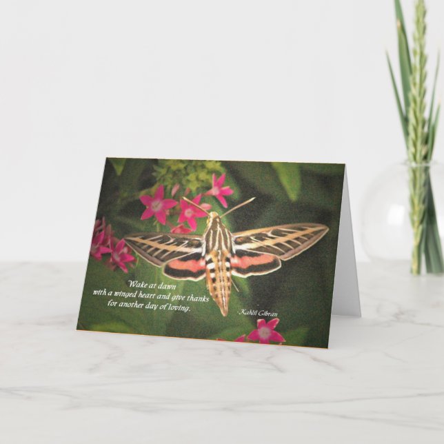 Cartão Hummingbird Moth card (Frente)