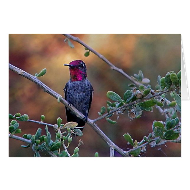 Cartão Hummingbird no pôr do sol (Frente Horizontal)