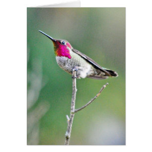 Cartão Hummingbird num galho