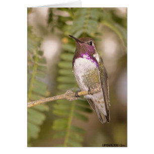 Cartão Hummingbirds068