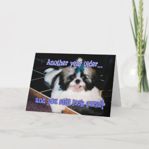 Cartão Humor de Aniversário - Cute Shih-Tzu Puppy