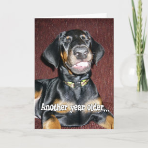 Cartão Humor de Aniversário - Doberman Pinscher Puppy sor