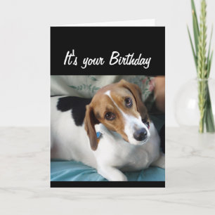 Cartão Humor de Aniversário Não Coma Todo Aquele Cachorro