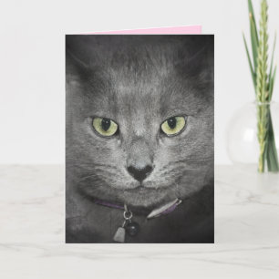 Cartão Humor de Gato Cinza de Aniversário