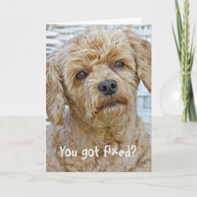 Cartão Humor de Vasectomia de Cachorro (Frente)