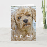 Humor de Vasectomia de Cachorro