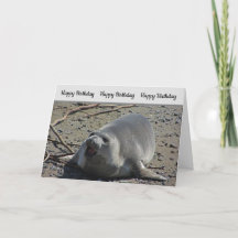Humorous Birthday Pacific Elephant Seal Photograph