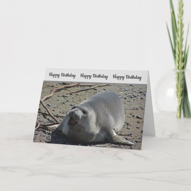 Cartão Humorous Birthday Pacific Elephant Seal Photograph (Frente)
