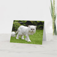 Humorous White Persian Shaved Cat Birthday Card