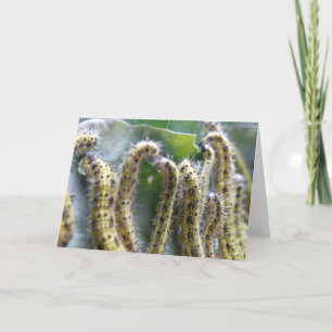 Cartão Hungry Cabbage White Caterpillars Greeting Card