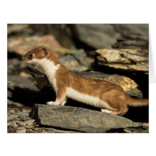 Cartão Hunting Weasel