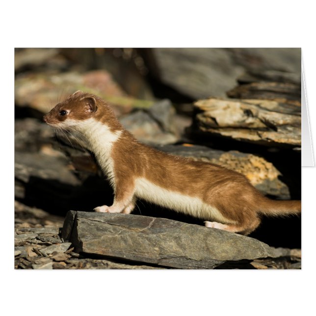 Cartão Hunting Weasel (Frente horizontal)