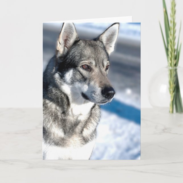 Cartão Husky in Snow Greeting Card (Frente)