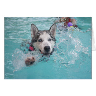 Cartão Husky siberiano Nadando na Piscina