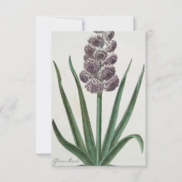 Cartão Hyacinth Flower (por Johann Michael Seligmann)