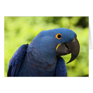 Cartão Hyacinth Macaw