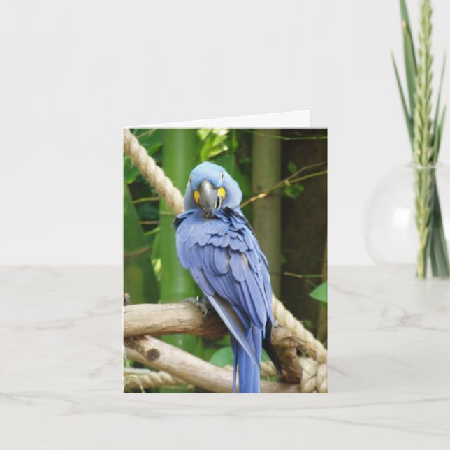 Cartão Hyacinth Macaw Notecard (Frente)