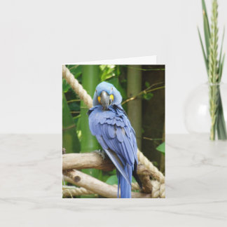 Cartão Hyacinth Macaw Notecard