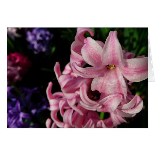 Cartão Hyacinth Primavera Floral rosa (Frente Horizontal)